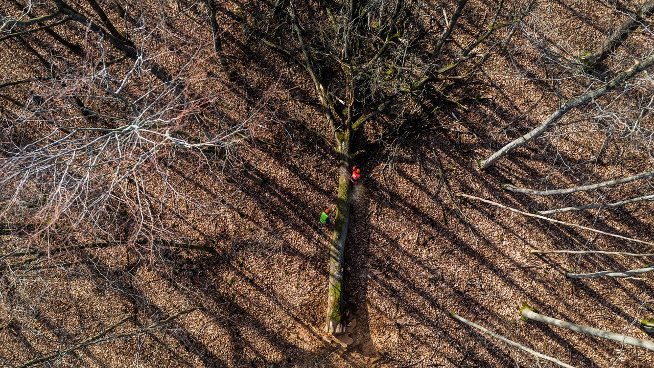 TOPSHOT - In this aerial view, lumbermen work on the felling of oak trees selected to be use in the reconstruction of Notre-Dame de Paris Cathedral the Villefermoy forest, near Echouboulains, South-East of Paris, on March 15, 2021. A total of 1000 oaks are due to be hacked down by the end of March to rebuild the spire and roof of the cathedral, which was ravaged by fire in April 2019. Oaks from every region of France are being used to rebuild the cherished national monument, around half from state land and the rest from private donations. (Photo by Martin BUREAU / AFP) (Photo by MARTIN BUREAU/AFP via Getty Images)