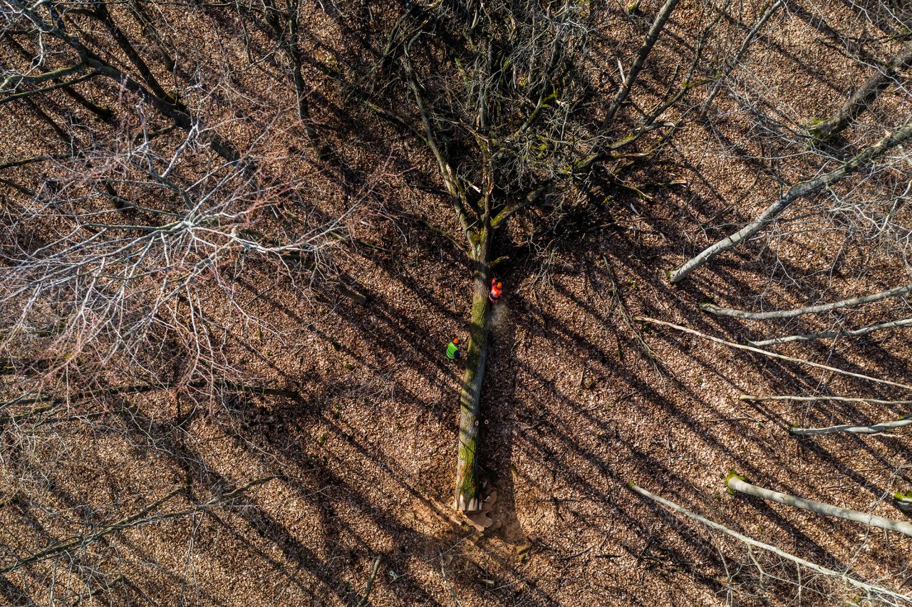 Lumbermen work on the felling of oak trees selected to be use in the reconstruction of Notre-Dame cathedral the Villefermoy forest, near Echouboulains, on March 15, 2021.