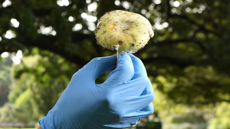 Tom May, a principal research scientist mycology at the Royal Botanic Gardens in Melbourne inspects a Death Cap mushroom as the Victorian Government issues a health alert on March 31, 2021 for poisonous mushrooms after favourable weather conditions have seen an outbreak of the mushroom which is extremely toxic and responsible for 90 percent of all mushroom poisoning deaths. (Photo by William WEST / AFP) (Photo by WILLIAM WEST/AFP via Getty Images)