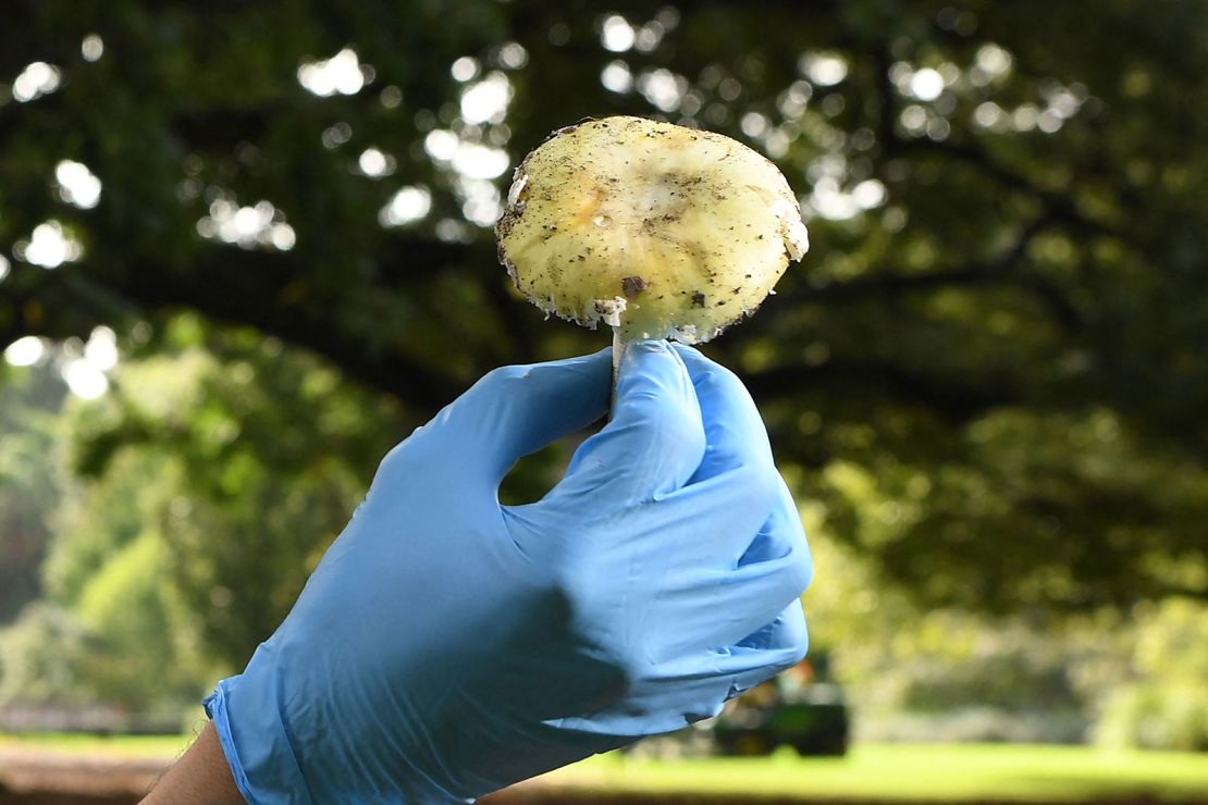 Death cap mushrooms are extremely toxic.