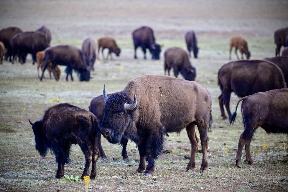 A herd of bison grazes near the North Rim of Grand Canyon National Park in July 2020. Take extra caution around bison in July and August – that's mating season.