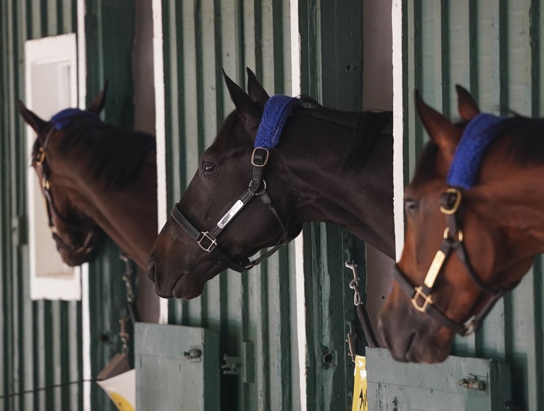 Medina Spirit, center, the winner of the 147th Kentucky Derby peeks from his stall after arriving at Pimlico Racetrack in Baltimore on May 10, 2021.