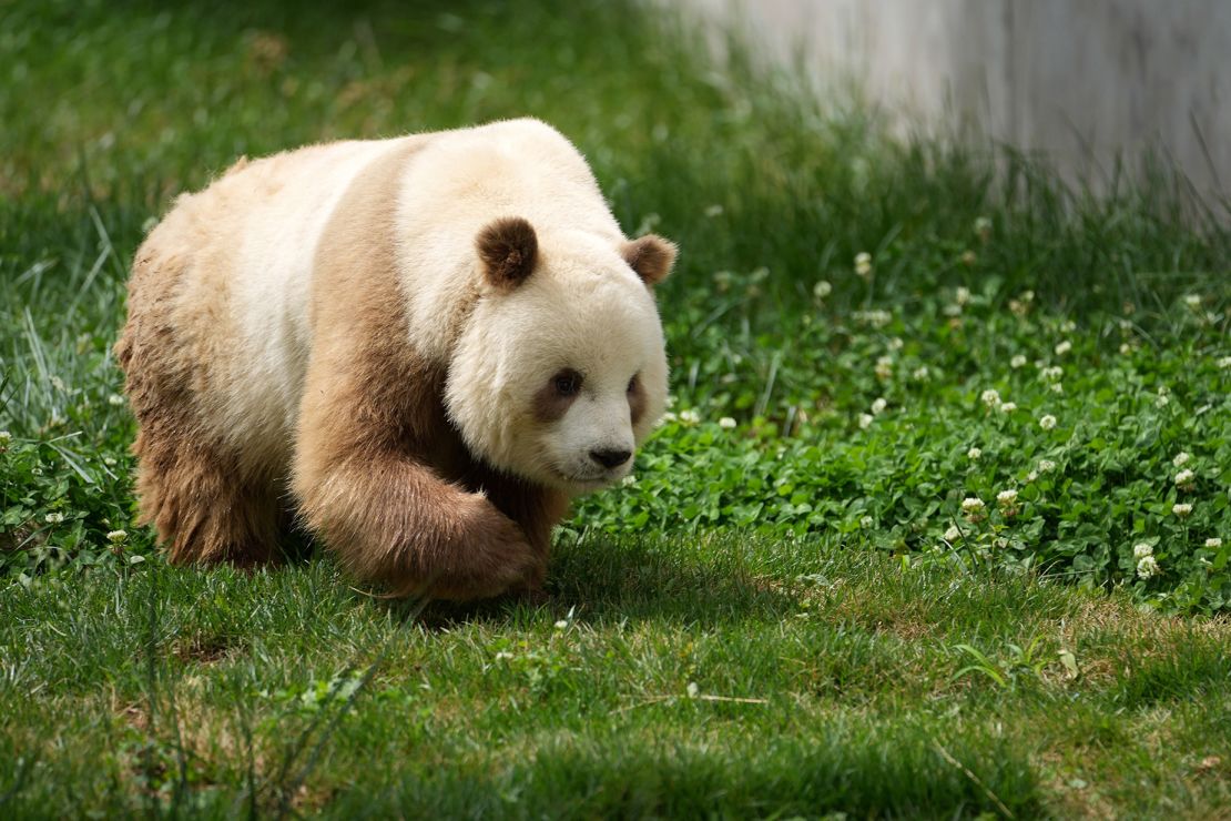 Qizai, a brown giant panda in captivity who was at the center of the scientific study, is seen in May 2021.