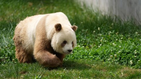 Photo taken on May 28, 2021 shows brown giant panda Qizai at a newly opened science park dedicated to the protection of wild animals in Zhouzhi County of Xi'an, northwest China's Shaanxi Province.  Covering an area of 28 hectares, the science park started trial operation on Friday.  The facility features four rare wild animal species living in the Qinling Mountains, namely the giant panda, the crested ibis, the golden monkey and the takin.  Also available are over 20 other animal species native to the Qinling Mountains as well as Qizai, the world's only captive brown giant panda. (Photo by Li Yibo/Xinhua via Getty Images)