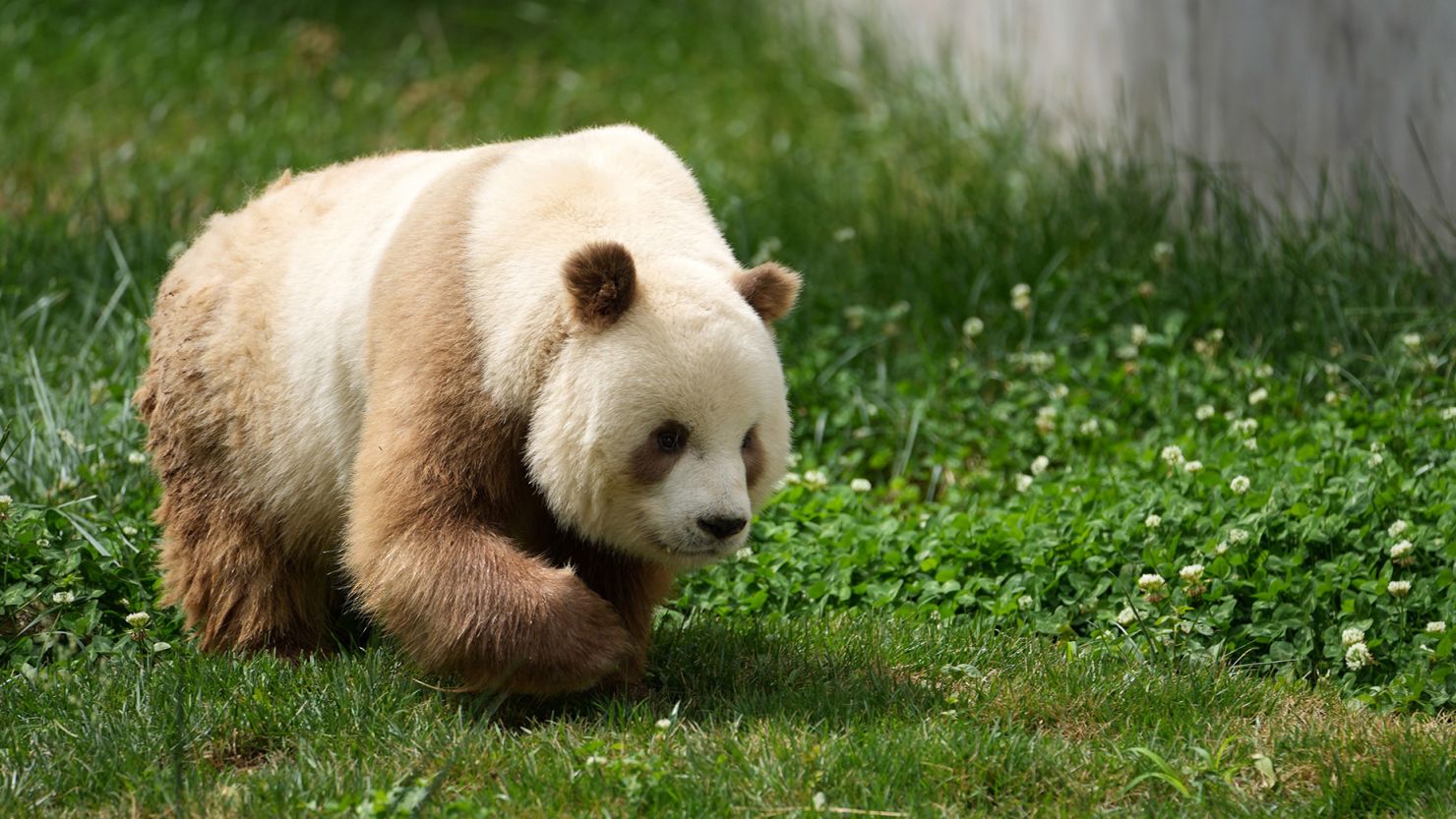 Qizai, a brown giant panda in captivity who was at the center of the scientific study, is seen on May 28, 2021.