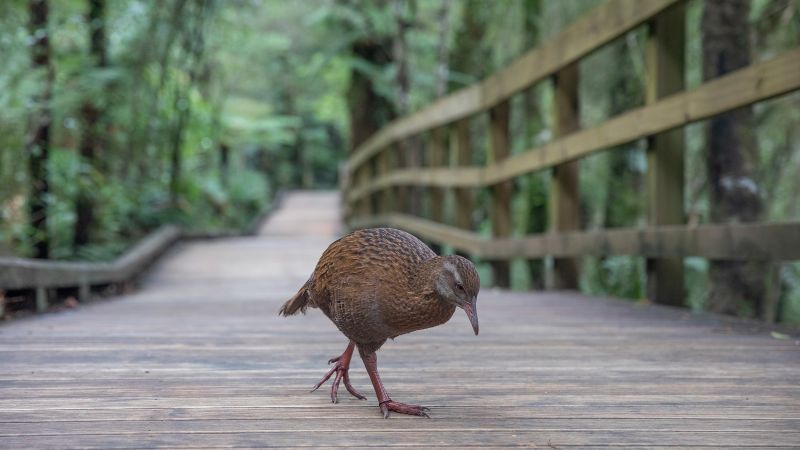 «Гонка на выживание: Новая Зеландия»: участник американского реалити-шоу убивает и съедает охраняемую птицу