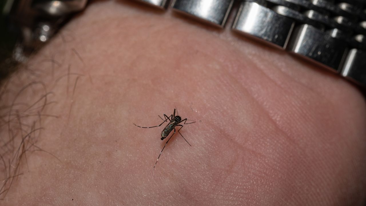 LOUISVILLE, KY - AUGUST 25: Matthew Vanderpool, environmental health specialist and entomologist for the Louisville Metro Department of Public Health and Wellness, is fed upon by a female mosquito on August 25, 2021 in Louisville, Kentucky. Vanderpool specializes in mosquito control, a public health process that involves placing traps to collect specimen, identifying various mosquito species, and testing the samples for mosquito-borne diseases. Lab technologists test for Saint Louis encephalitis, West Nile virus, La Crosse encephalitis, and Eastern equine encephalitis.(Photo by Jon Cherry/Getty Images)