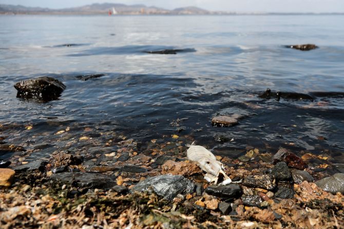 The lagoon’s waters have become choked with algal blooms, causing three mass fish and crustacean die-offs since 2016. In 2021 (when this photo was taken), five tons of dead sea creatures washed ashore at Mar Menor.