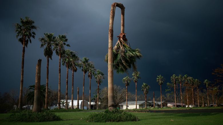 A palm tree damaged by Hurricane Ida in Galliano, Louisiana, U.S., on Tuesday, Aug. 31, 2021. More than a million customers in New Orleans and beyond face days or even weeks without electricity during the summer heat after Hurricane Ida devastated the power infrastructure. Photographer: Luke Sharrett/Bloomberg via Getty Images