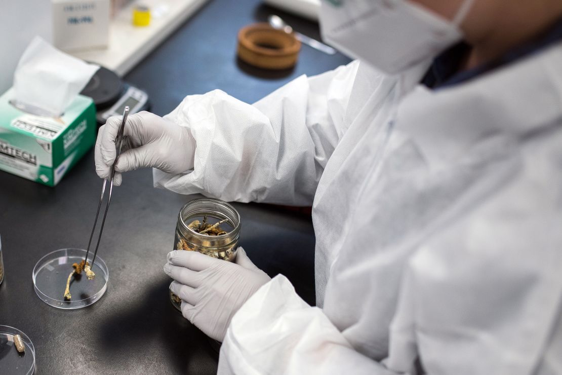 A laboratory researcher removes a Psilocybe mushroom from a container at the Numinus Bioscience lab in Nanaimo.