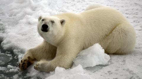 Un oso polar fotografiado en el archipiélago Franz Josef Land en agosto de 2021.