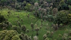 TOPSHOT - This aerial photograph taken on September 17, 2021 shows a tea plantation cultivated amidst a forest in the Western Ghat mountains, in Kerala's Wayanad District. - As deforestation and climate change ravage India's UNESCO heritage-listed Western Ghats mountain range, an all-female rainforest force is battling to protect one of the area's last enclaves of biodiversity. - TO GO WITH Climate-UN-COP26-India-women-botany,FEATURE by Laurence THOMANN (Photo by Manjunath Kiran / AFP) / TO GO WITH Climate-UN-COP26-India-women-botany,FEATURE by Laurence THOMANN (Photo by MANJUNATH KIRAN/AFP via Getty Images)