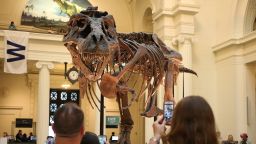 Sue the T. rex strikes a pose in its old location at the Field Museum in Chicago, Illinois. (Antonio Perez /Chicago Tribune/Tribune News Service via Getty Images)