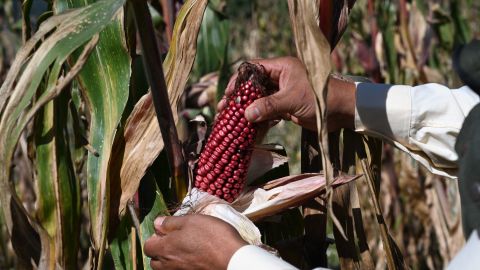 Maíz cultivado en México, en una foto de 2021.