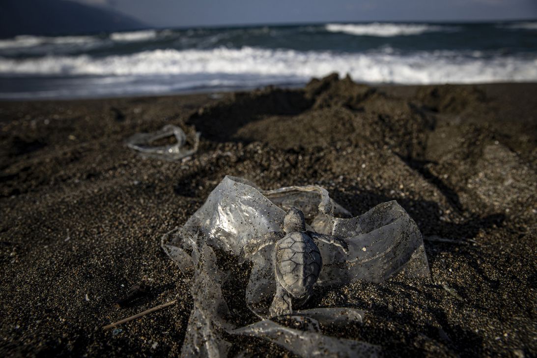 Plastic bags can prevent sea turtle hatchlings from making it to the ocean, Murphy said.