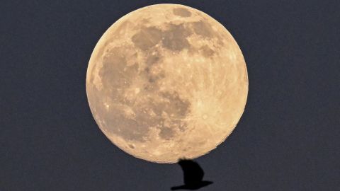 A bird is silhouetted against full moon also known as Worm moon in Moscow on March 17, 2022. (Photo by AFP) (Photo by -/AFP via Getty Images)