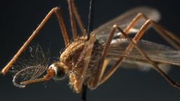 A Culex pipien mosquito specimen in the insect collection at the Field Museum shows the type of mosquito that carries the West Nile virus. (E. Jason Wambsgans/Chicago Tribune/Tribune News Service via Getty Images)