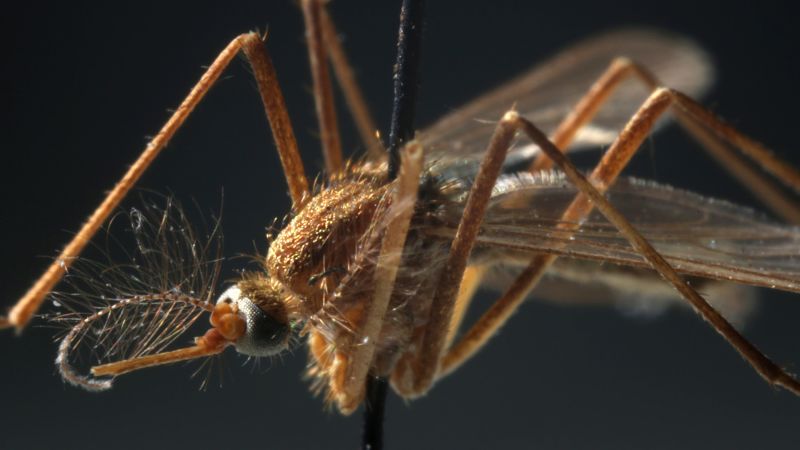 Early West Nile Virus activity in the United States may point to a once-in-a-decade spike infections. Here’s what survivors want you to know.