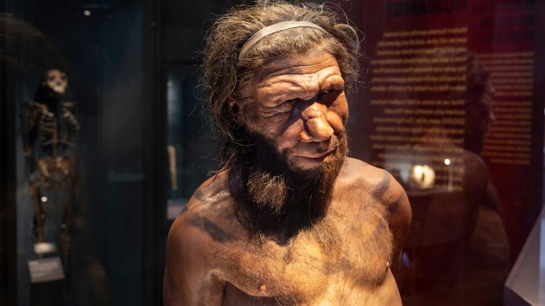 Neanderthal man at the human evolution exhibit at the Natural History Museum on 27th April 2022 in London, United Kingdom. The museum exhibits a vast range of specimens from various segments of natural history. The museum is home to life and earth science specimens comprising some 80 million items within five main collections: botany, entomology, mineralogy, paleontology and zoology. The museum is a centre of research specialising in taxonomy, identification and conservation. (photo by Mike Kemp/In Pictures via Getty Images)