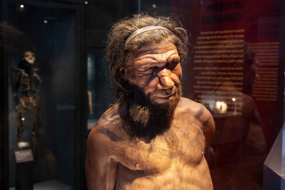 A figure of a Neanderthal man is seen at London's Natural History Museum. Researchers are using AI-based computational methods to mine genetic information from extinct human relatives such as Neanderthals.