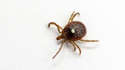 A live specimen of the lone star tick in a lab in Morrill Hall at the University of Illinois at Urbana-Champaign in 2017.