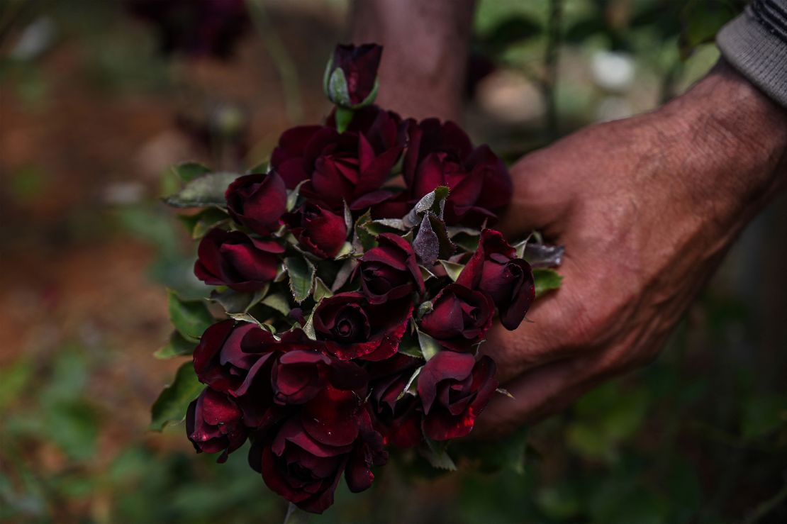 Halfeti is well known for its "black roses."