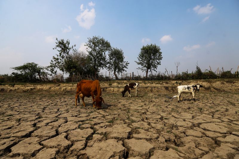Livestock wander the cracked bed of a dried-out pond amid a heatwave that hit New Delhi in the summer of 2022.