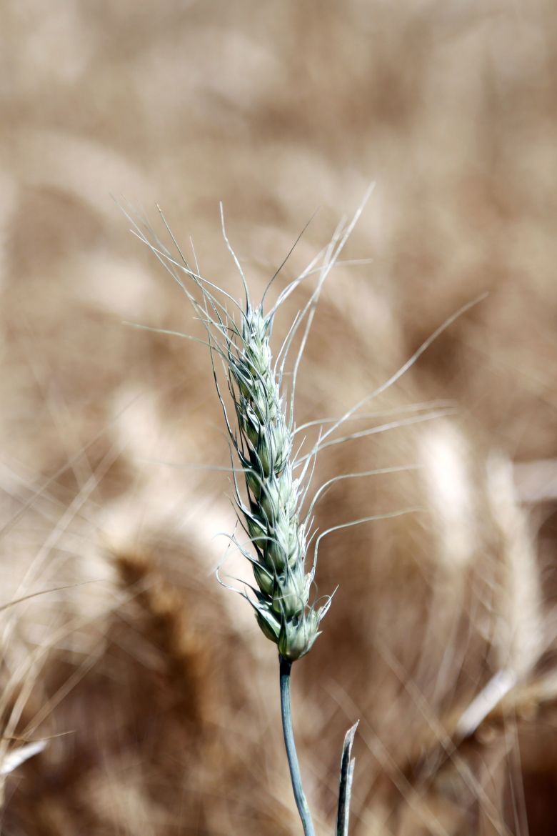 Wheat during harvest time in Qazvin, Iran, in 2022.