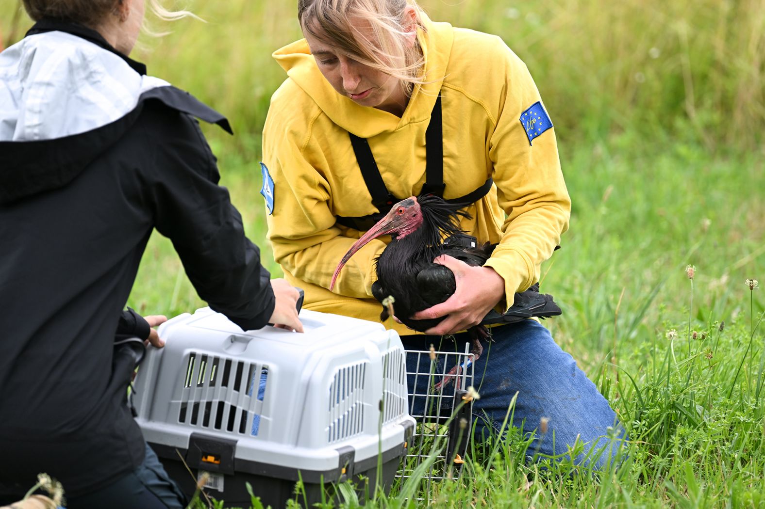 According to Waldrappteam, there have been 17 migratory journeys since – in August and September of each year – and there is now a population of around 270 birds. In 2023, they changed the <a href="index.php?page=&url=https%3A%2F%2Fwww.waldrappteam.at%2Fhlm%2F" target="_blank">migration route</a> to end in Spain rather than Italy to due to environmental factors. In this picture from 2022, a member of the Waldrapp team maneuvers an ibis into a cage, before it is transported to an area of Germany near Lake Constance where there is a modern colony of the species.