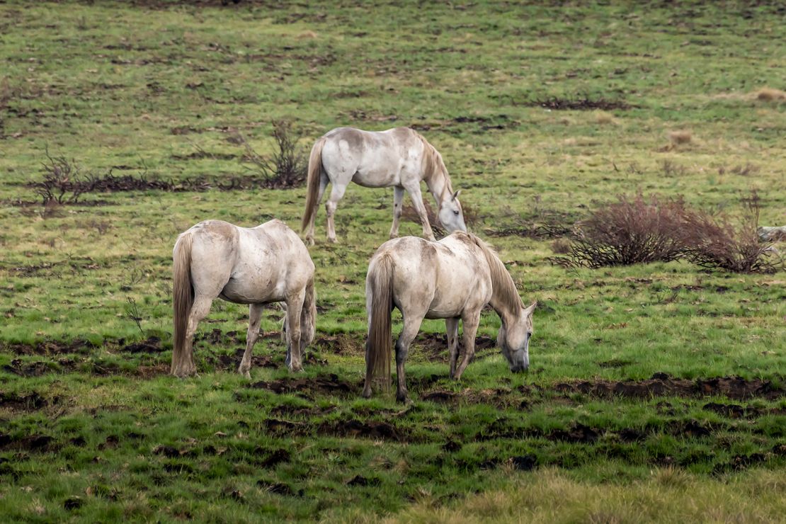 Wild horses in Kosciuszko National Park in New South Wales, Australia.