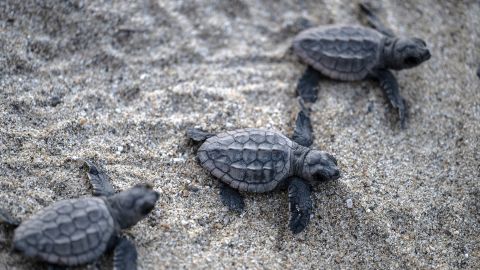 Turtle hatchlings of the endangered loggerhead (Caretta caretta) species head to the ocean after being released by conservationists who protect them from predators in a nursery on El Puerto beach, in the fishing village of La Sabana, La Guaira State, Venezuela, on July 29, 2022. The Ministry of Popular Power for Eco-Socialism (Minec), together with volunteers and naturalists, are developing a sea turtle conservation project aimed at protecting endangered species by collecting their eggs to nest them in a hatchery and releasing them into the sea after birth. (Photo by Yuri CORTEZ / AFP) (Photo by YURI CORTEZ/AFP via Getty Images)