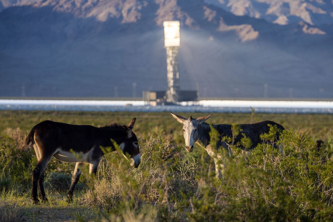 Vahşi eşekler, 26 Ağustos 2022'de Ivanpah güneş enerjisi santralinin yakınında görülüyor.