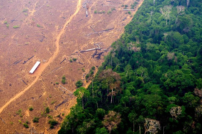 The Impending Crisis: The Amazon Rainforest on the Brink of Collapse