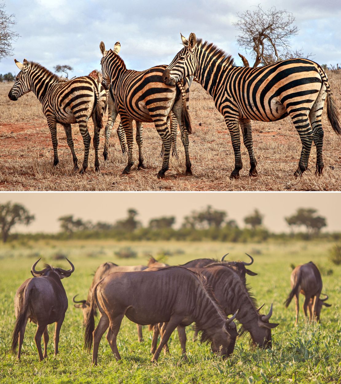 Haren die vastzaten in de tanden van de leeuwen lieten zien dat ze op zebra's en gnoes jaagden.