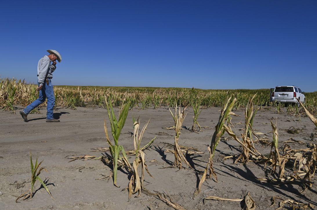 Cattle rancher Brad Randel walks through his drought-stricken cornfield on September 12, 2022 in McCook, Nebraska.