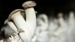 This photograph taken on September 30, 2022 shows eryngii mushrooms produced by the company Eclo which recycles beer and bread waste to grow organic mushrooms in Brussels. - The company from Brussels recycles beer residues and unsold bread to grow exotic species of mushrooms in a the ancient Anderlecht slaughterhouse cellar which previously held techno parties and exhibitions. (Photo by Kenzo TRIBOUILLARD / AFP) (Photo by KENZO TRIBOUILLARD/AFP via Getty Images)