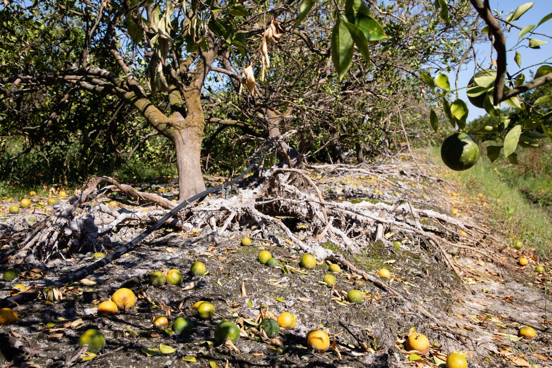 Fallen oranges and damaged trees following Hurricane Ian in 2022. Hurricanes and extreme weather events have hurt orange production.