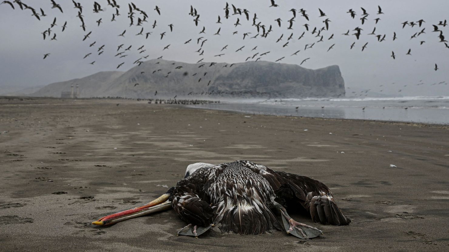 TOPSHOT - 2022 年 12 月 1 日，一只疑似死于 H5N1 禽流感的鹈鹕在利马的海滩上被发现。- 根据秘鲁国家林业和野生动物管理局 （SERFOR） 的数据，传染性极强的 H5N1 禽流感病毒已导致秘鲁数千只鹈鹕、蓝脚鲣鸟和其他海鸟死亡。（摄影：Ernesto BENAVIDES / AFP）（摄影：ERNESTO BENAVIDES/AFP via Getty Images）