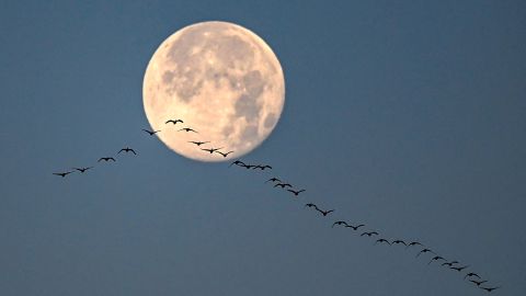 PASADENA, MD - DECEMBER 9:  A formation of Geese fly in for a landing on Stoney Creek with the last full moon of 2022 behind them. The Farmers Almanac calls it the Cold Moon. December 9, 2022. (Photo by Jonathan Newton/The Washington Post via Getty Images)