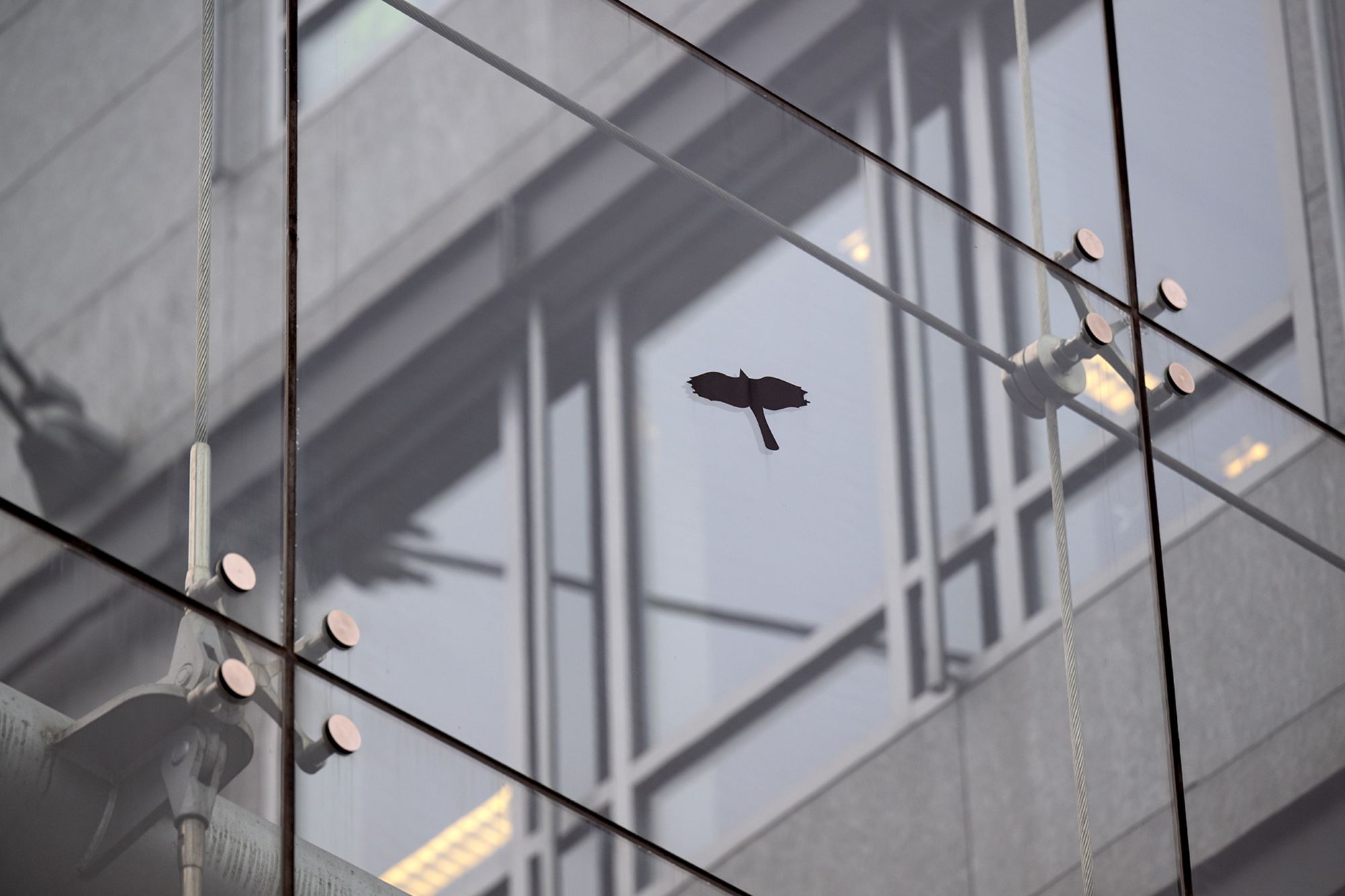 A sticker in the shape of a bird of prey is seen on a window pane from an office building in Munich, Germany. Window stickers are designed to prevent bird collisions.