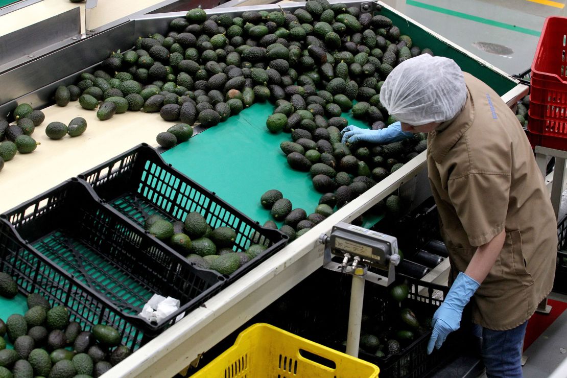 Workers pack avocados for export at the Los Cerritos avocado group ranch in Ciudad Guzman, Jalisco state, Mexico, February 10, 2023. Mexico became the largest trading partner of the United States in 2023.