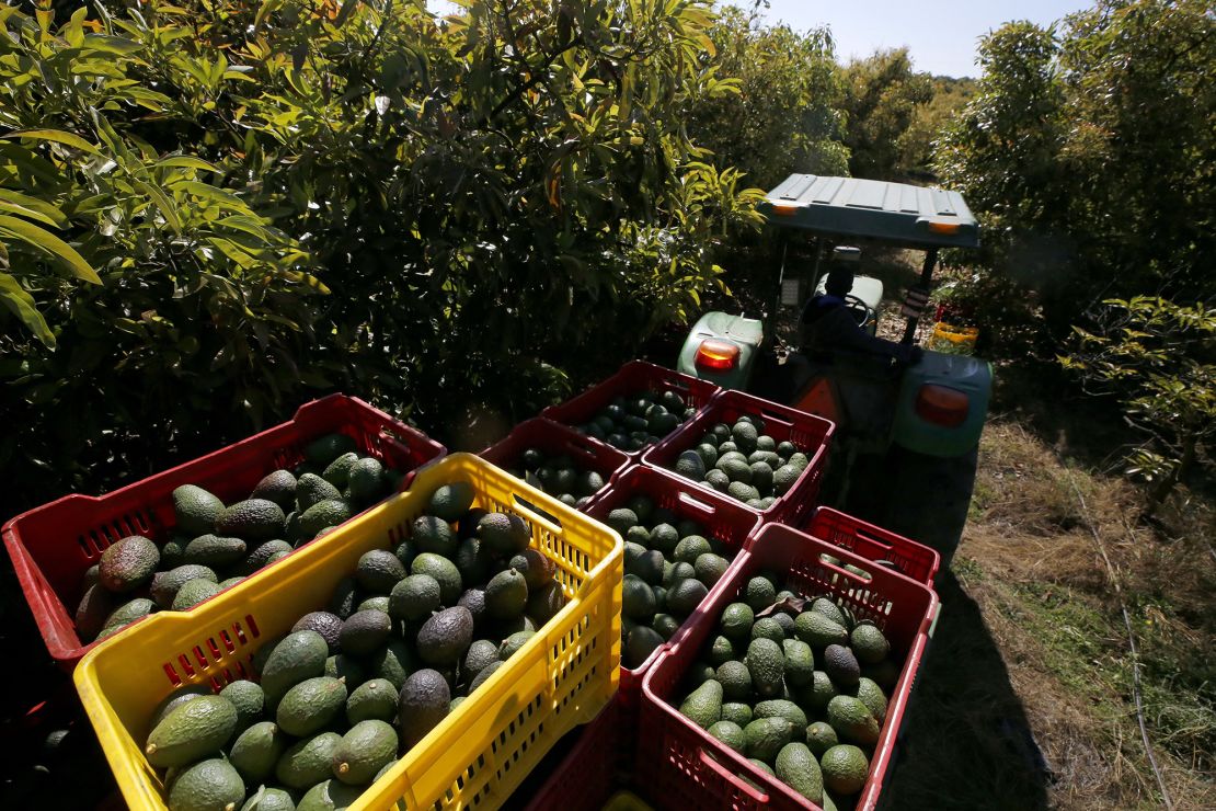 A farmer works at an avocado plantation at the Los Cerritos avocado group ranch in Ciudad Guzman, state of Jalisco, Mexico, February 10, 2023.