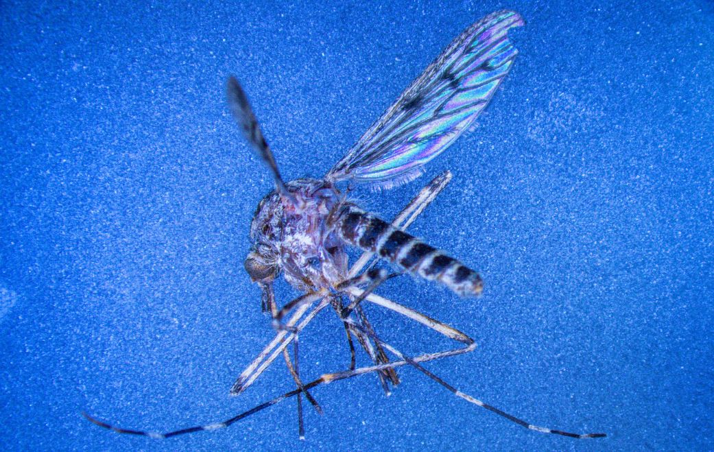 Iceland just found its first mosquitoes