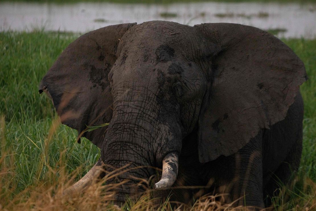 An elephant grazes inside the Murchison Falls National Park in northwest Uganda on February 20, 2023.