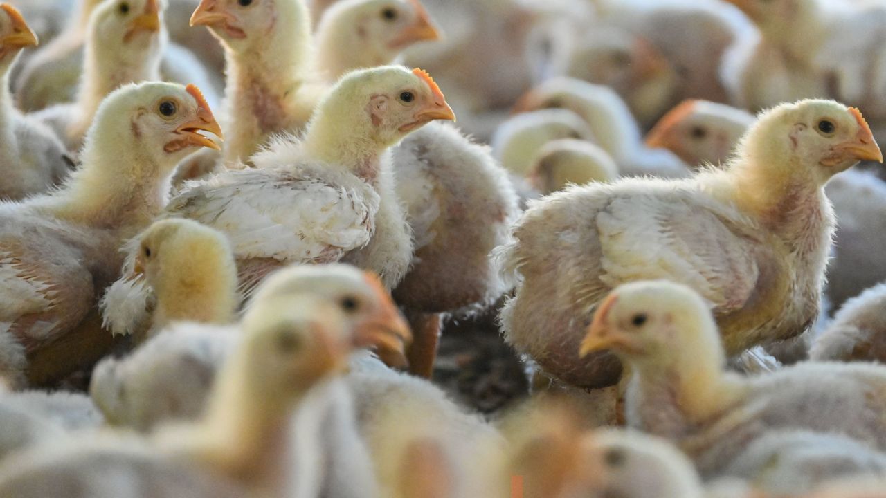 Chicks are seen at a poultry farm during checks undergone by government workers to examines the animals for signs of bird flu infection in Darul Imarah in Indonesia's Aceh province on March 2, 2023. (Photo by CHAIDEER MAHYUDDIN / AFP) (Photo by CHAIDEER MAHYUDDIN/AFP via Getty Images)