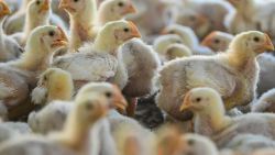 Chicks are seen at a poultry farm during checks undergone by government workers to examines the animals for signs of bird flu infection in Darul Imarah in Indonesia's Aceh province on March 2, 2023. (Photo by CHAIDEER MAHYUDDIN / AFP) (Photo by CHAIDEER MAHYUDDIN/AFP via Getty Images)