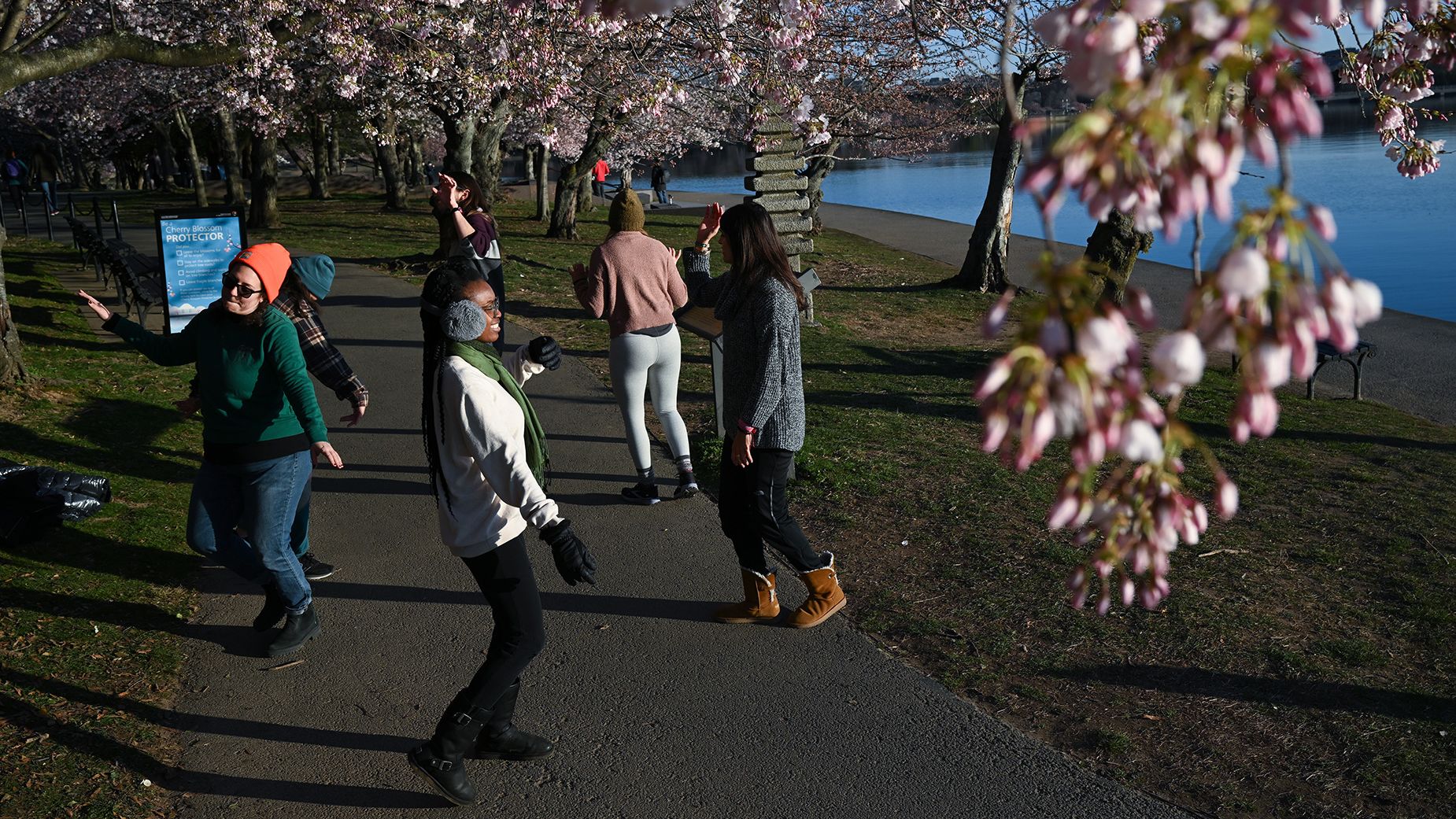 Surrounded by near-peak cherry blossoms, people dance to celebrate the first day of spring in 2023 at the Tidal Basin in Washington.