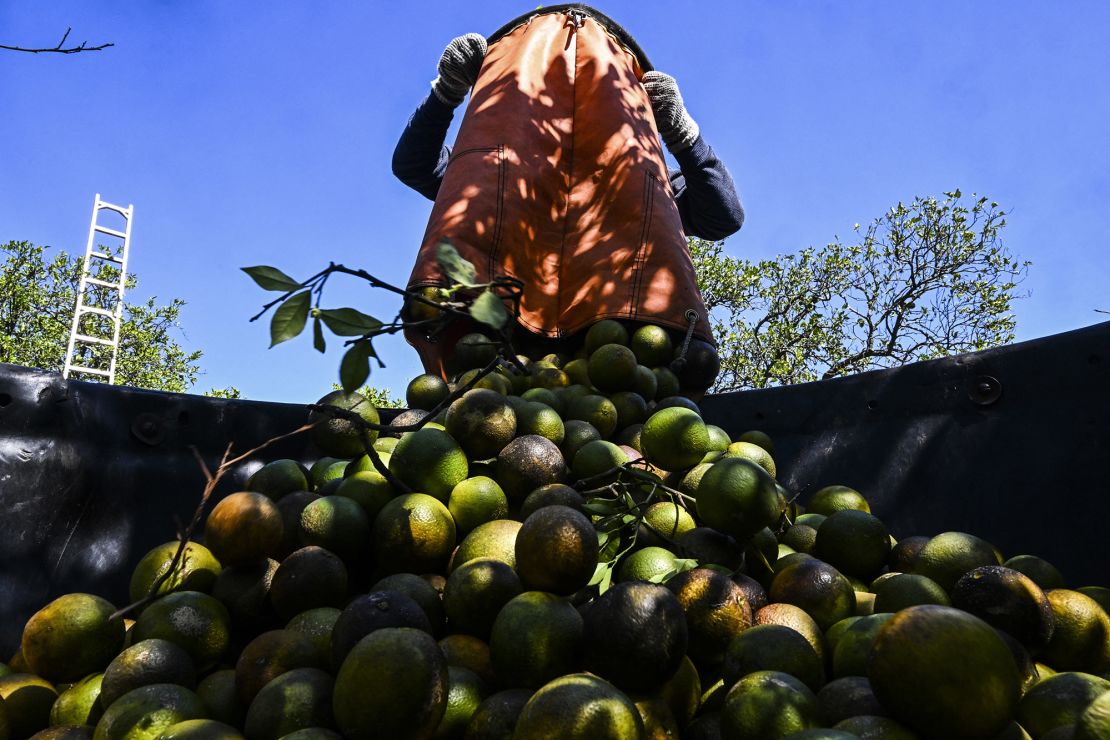 A worker gathers oranges at an orchard in Arcadia, Florida, in 2023. Citrus greening has devastated orange production.