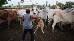 Un lugareño arrea ganado para extraer sangre para estudios de prevención de zoonosis en un rancho de la comunidad de El Corral en Tzucacab, Yucatán, México, el 29 de marzo de 2023.