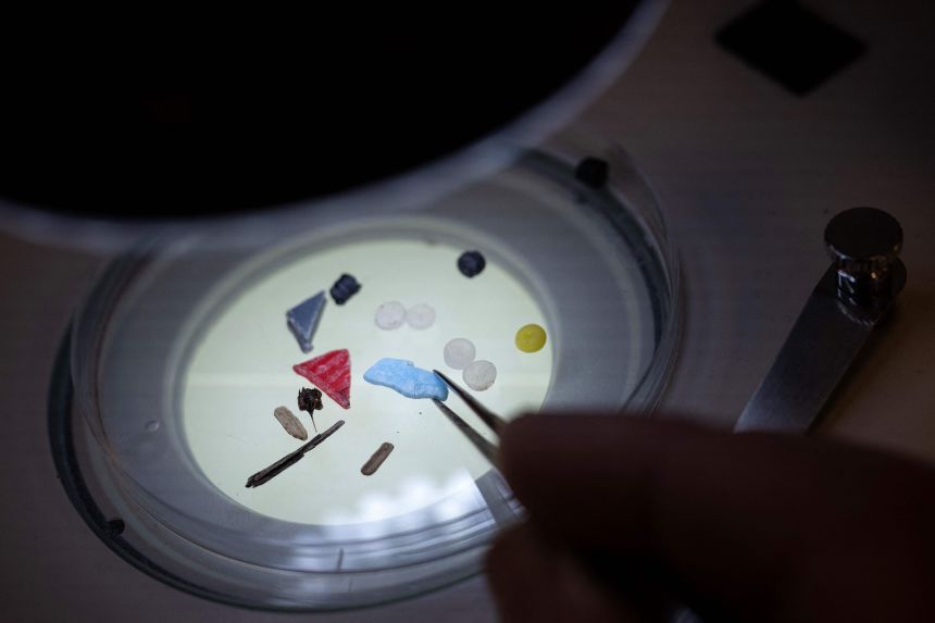 Dr. Richard Thompson of the University of Plymouth, who wasn't involved in the research, analyzes microplastics under a microscope in 2023.